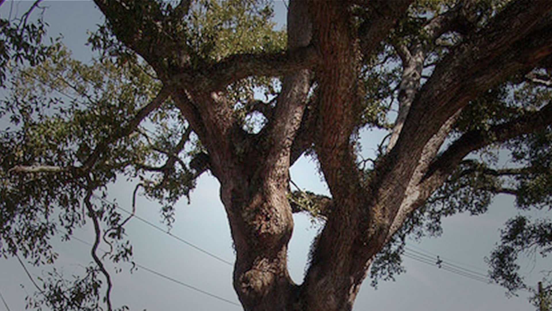 Boyington Oak in Mobile, Alabama