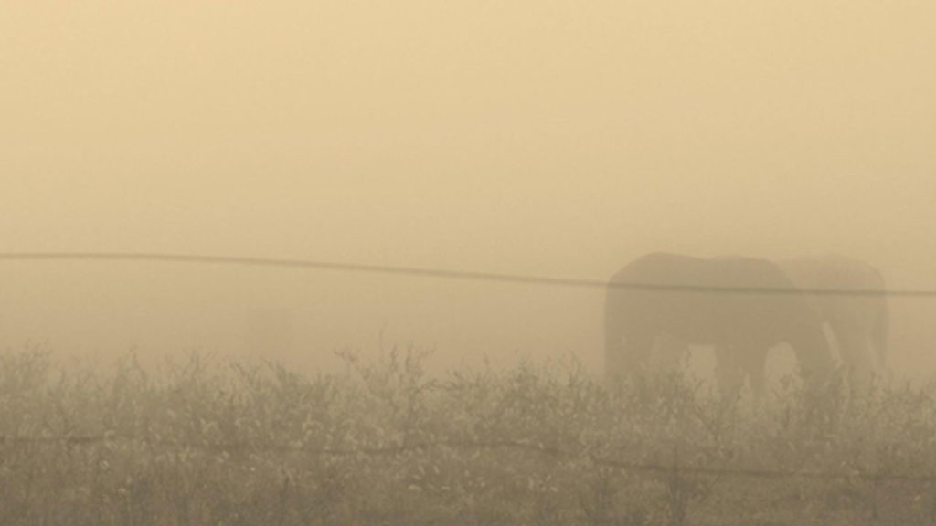 Horses in the fog