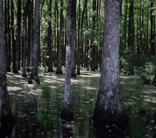 Bear Creek Swamp