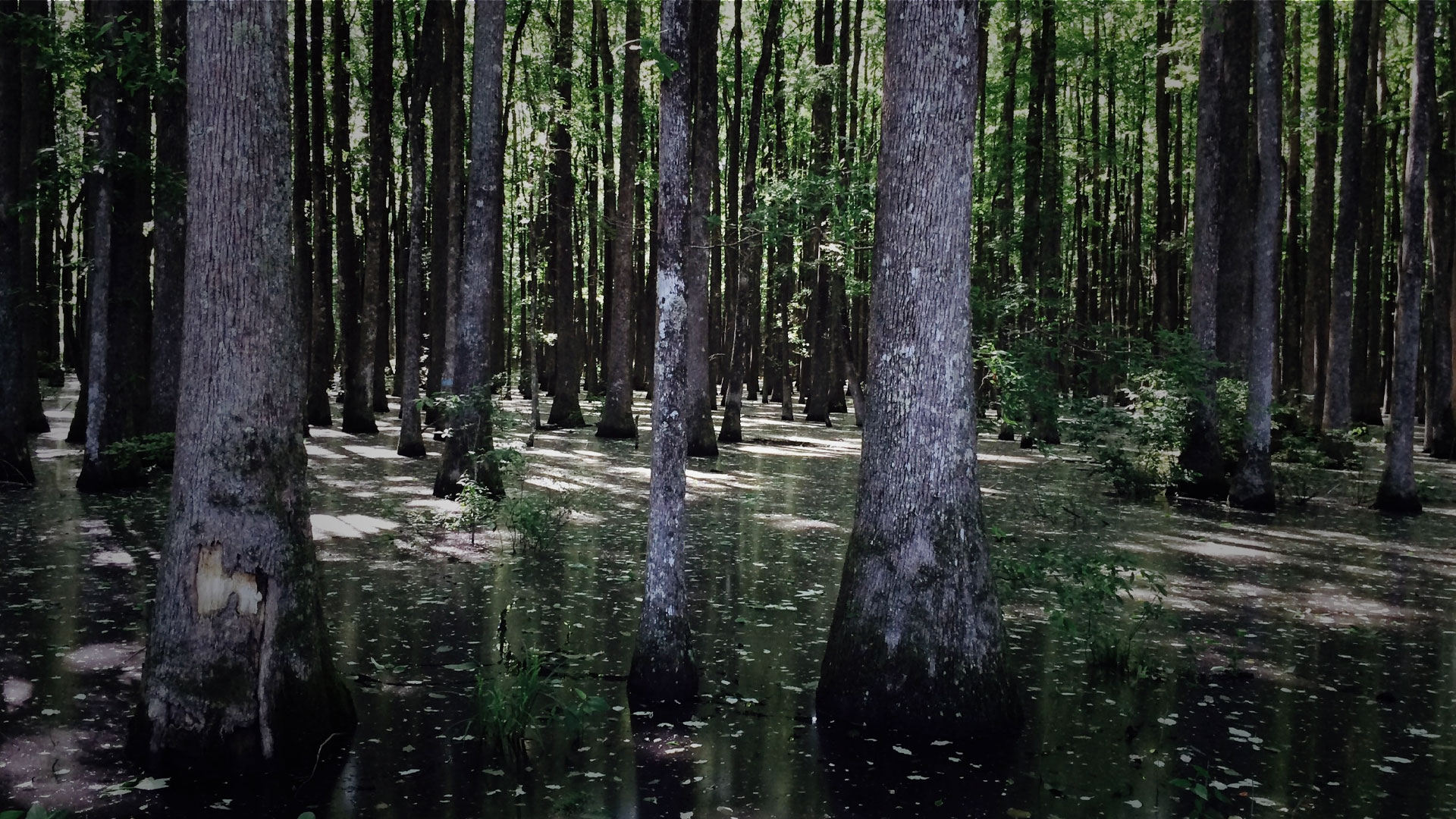 Bear Creek Swamp